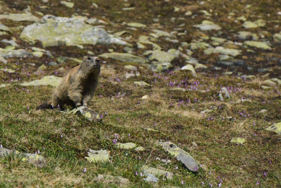 Murmeltier am Wegesrand...