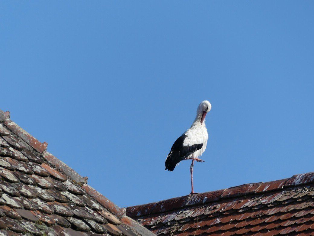 Storch auf dem Dachfirst, Salem, 2020