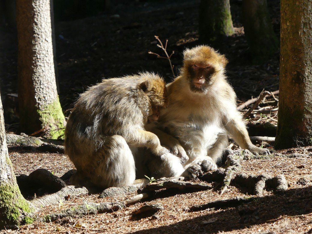 Fellpflege, Berberaffen, Salem, 2020