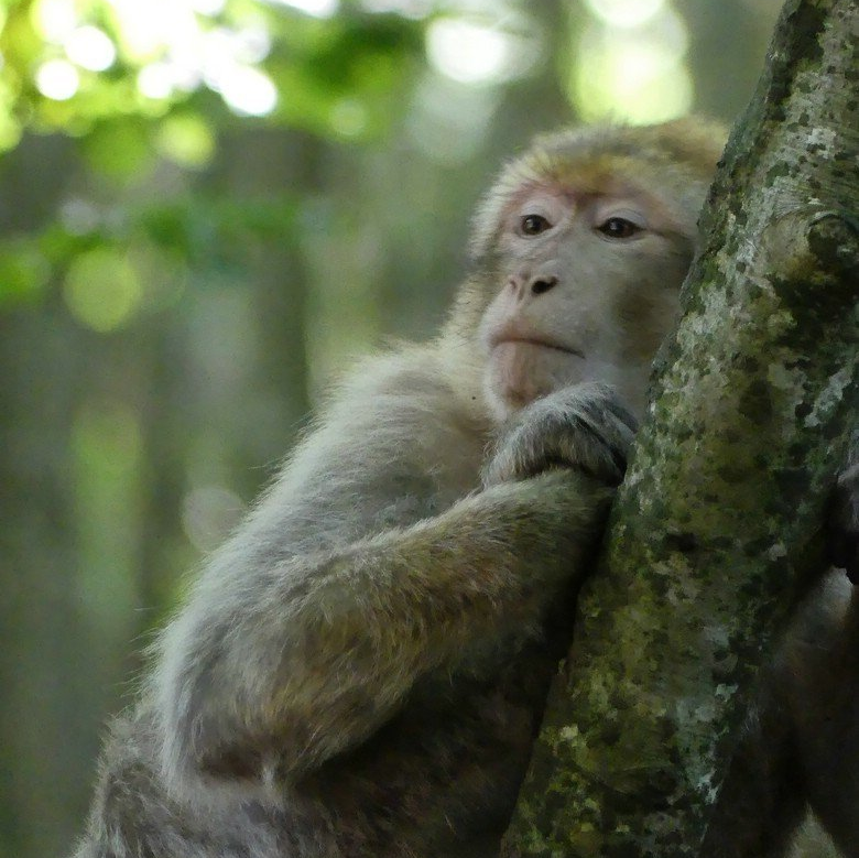 Berberaffe im Baum, Salem, 2020