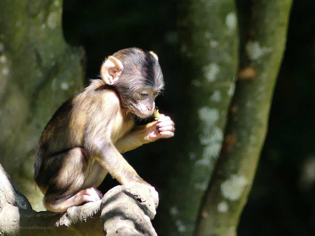 Berberäffchen auf Baum in Salem, 2020 Berberäffchen in nachdenklicher Haltung, Salem, 2020