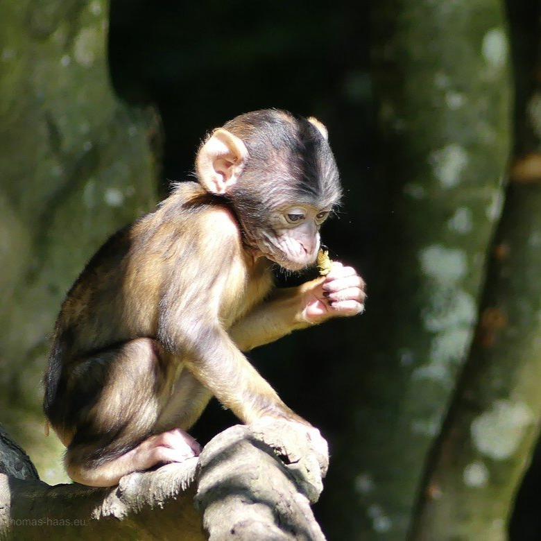 Salem, Affenberg. 2020 Ein kleiner Held in Salem... - Berberäffchen