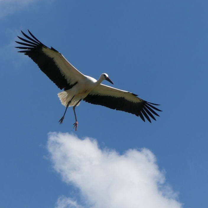 Storch im Landeanflug, Salem, 2020