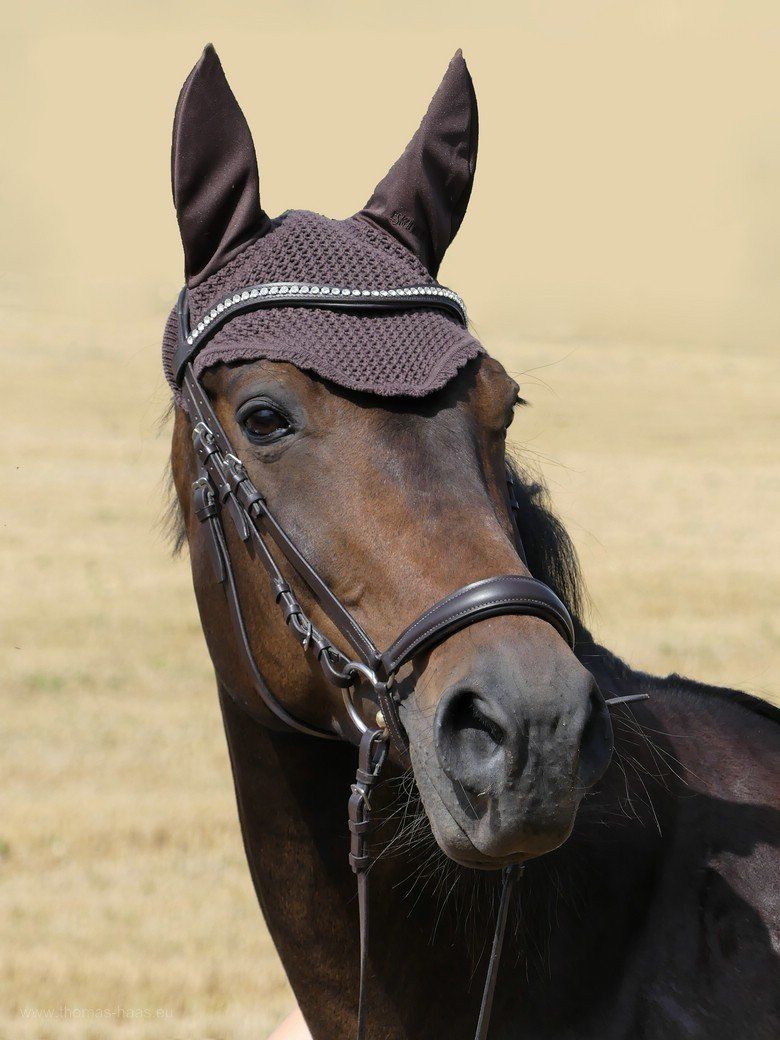 Galipette, 2020 Galipette, Bayerische Stute