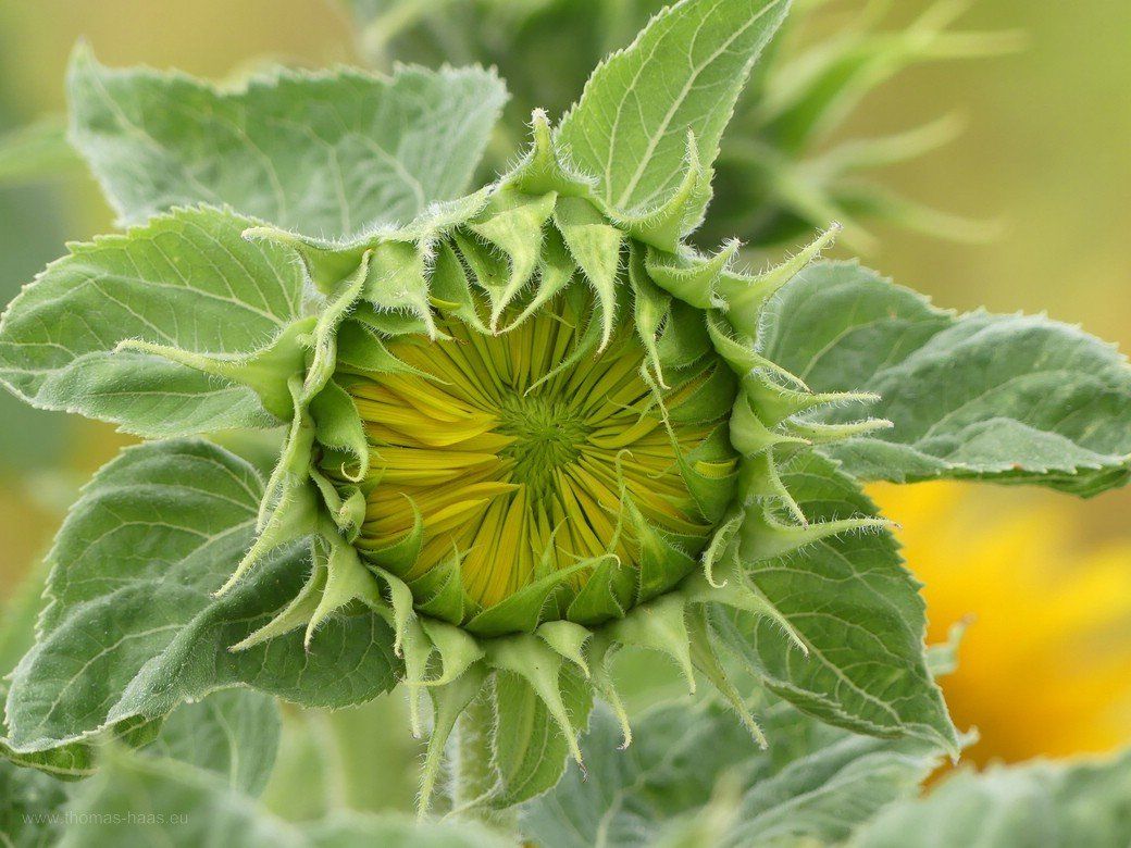 Sonnenblume vor der Blüte, Sommer 2020 Sonnenblume kurz vor der Blüte, 2020