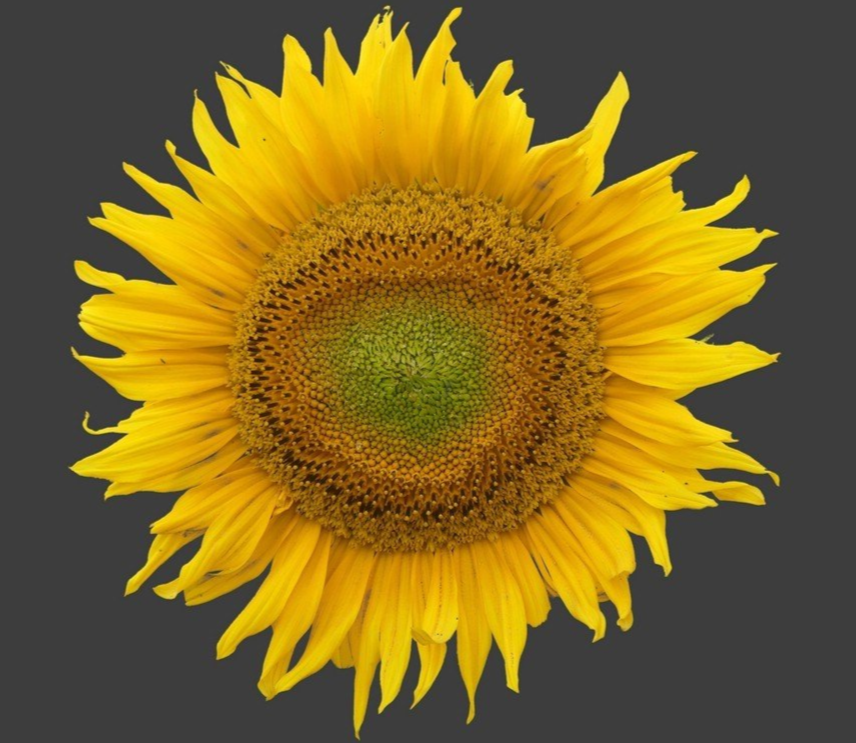 Sonnenblume, geöffnet und freigestellt, 2020
