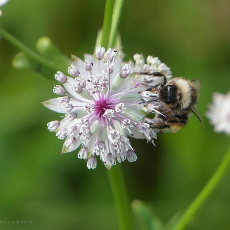 Biene und Blüte... - 2020 Biene und Blüte...