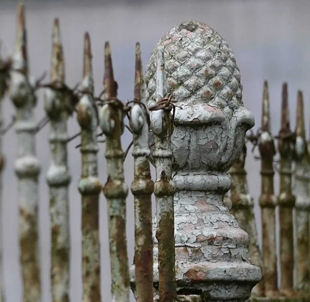 Zaun in Weißenhorn, Molfenter-Villa, 2016 Dre Zaunkönig, Molfenter-Villa, Weißenhorn, 2016