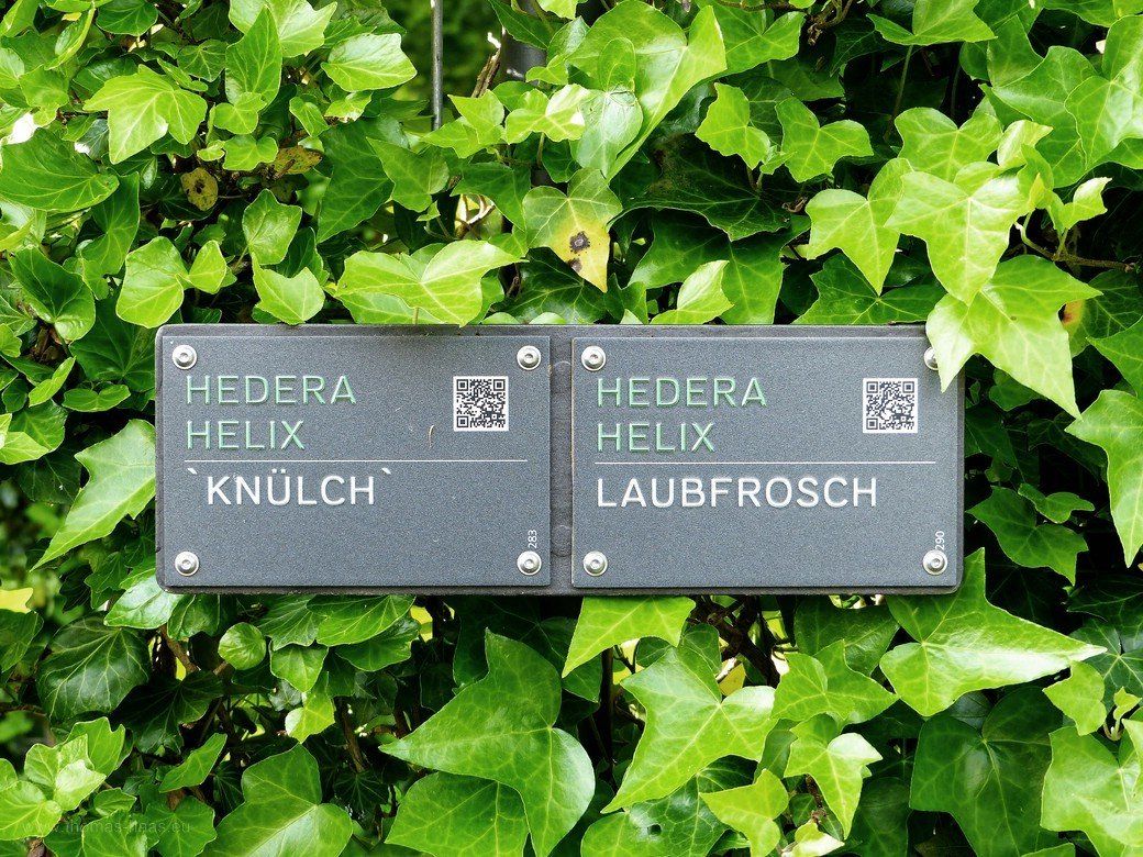 Namensschilder der Efeu-Sorten Knülch und Laubfrosch, 2020 Namensschilder im Efeu-Labyrinth