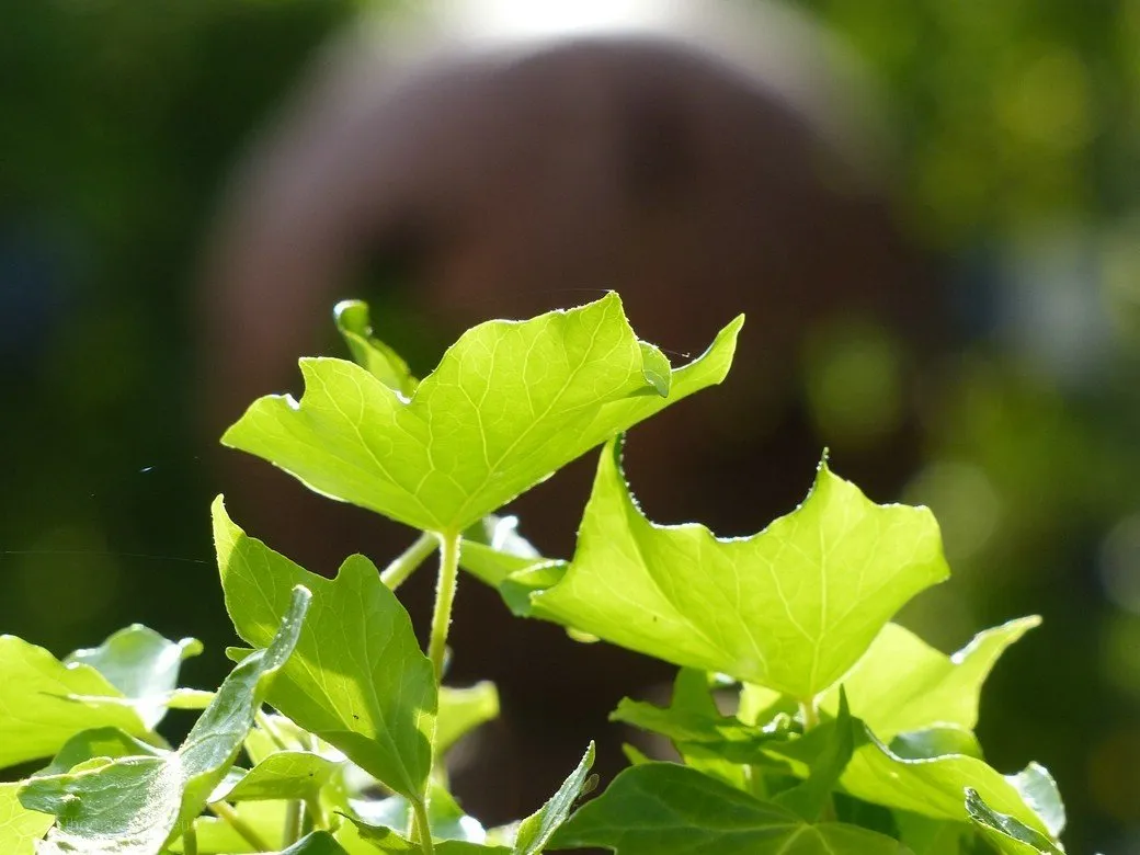 Efeu im Gegenlicht, Roggenburg 2020 Die Mitte finden... Efeulabyrinth Roggenburg. 2020
