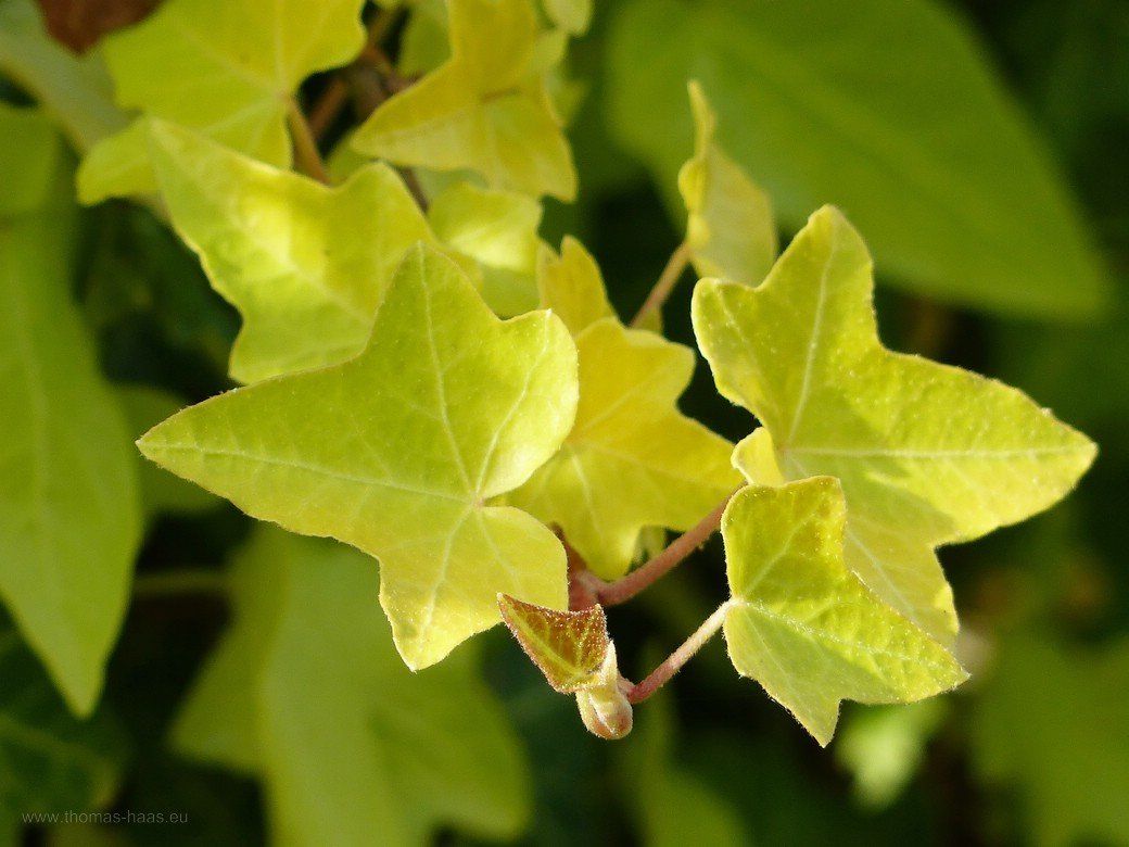 Frisch austreibendes Efeu, Klostergarten Roggenburg Efeu - Formen und Farben in allen erdenklichen Variationen...