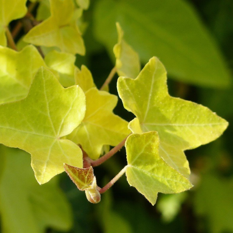 Efeu in Roggenburg... Efeu in Roggenburg...