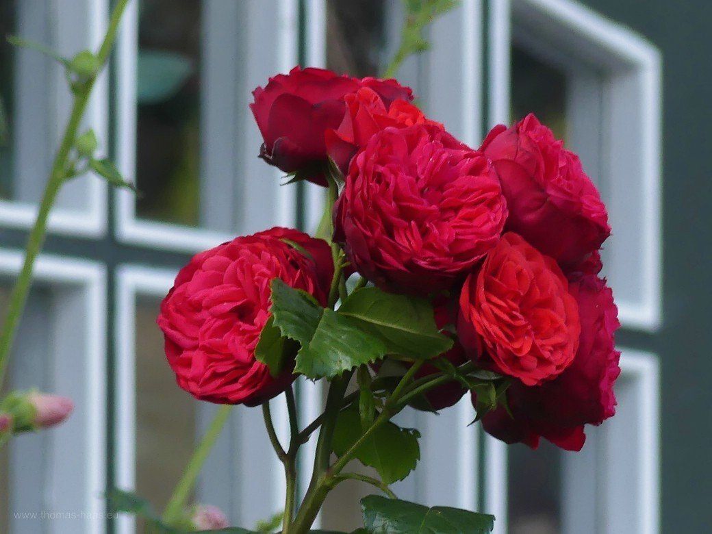 Edelrosen in Sieseby, Juli 2021 Edelrosen in Sieseby, Juli 2021