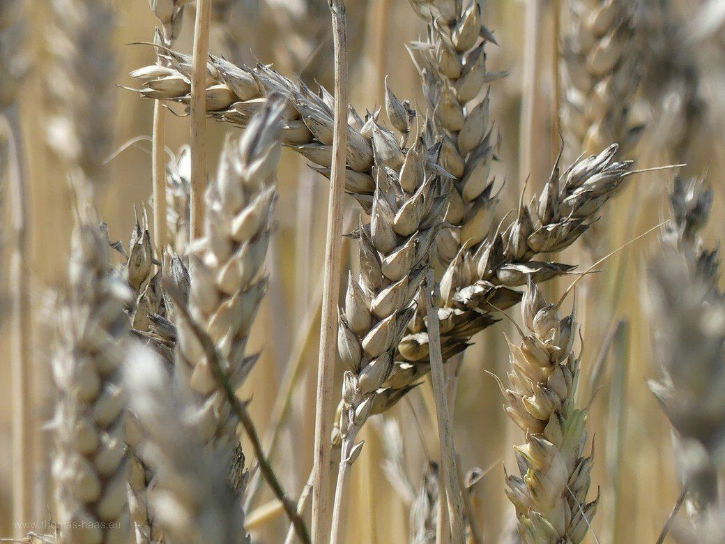 Erntezeit, Ende Juli 2021 Erntezeit, Ende Juli 2021