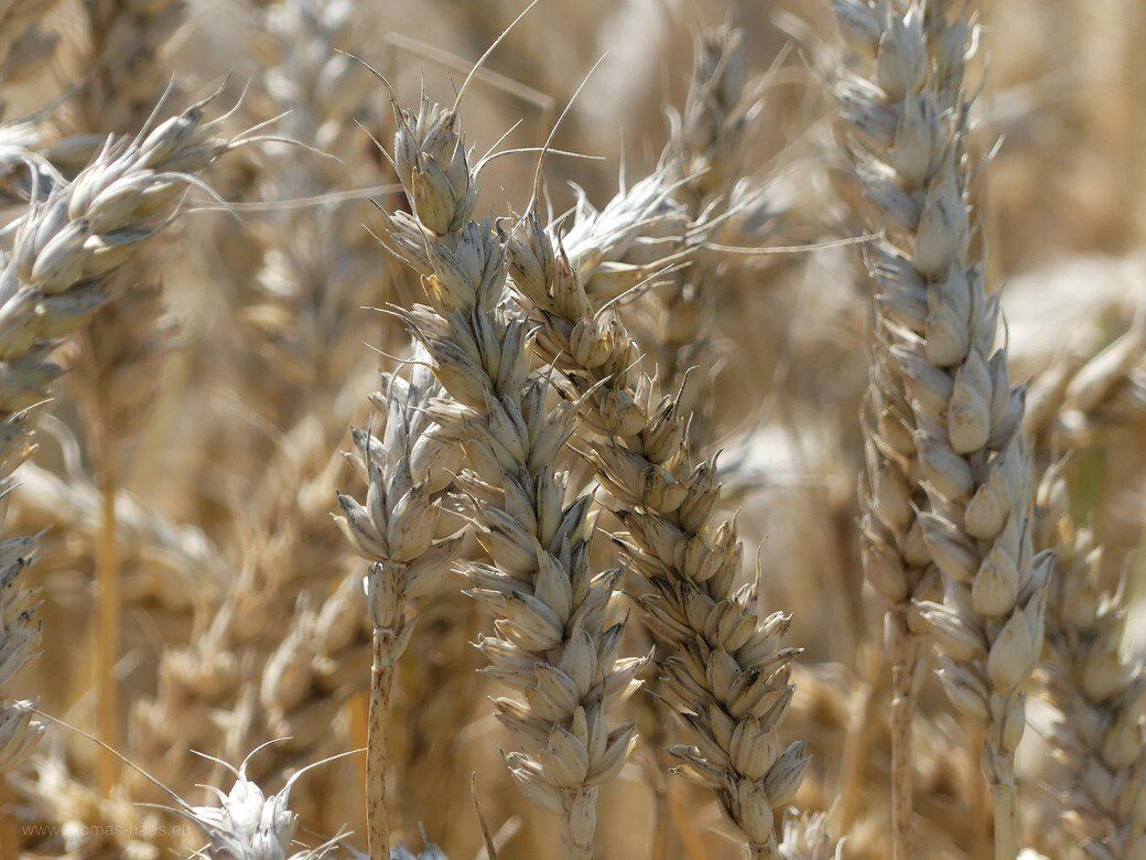 Weizen im Ulmer Umland, 2021 Weizen im Ulmer Umland, 2021