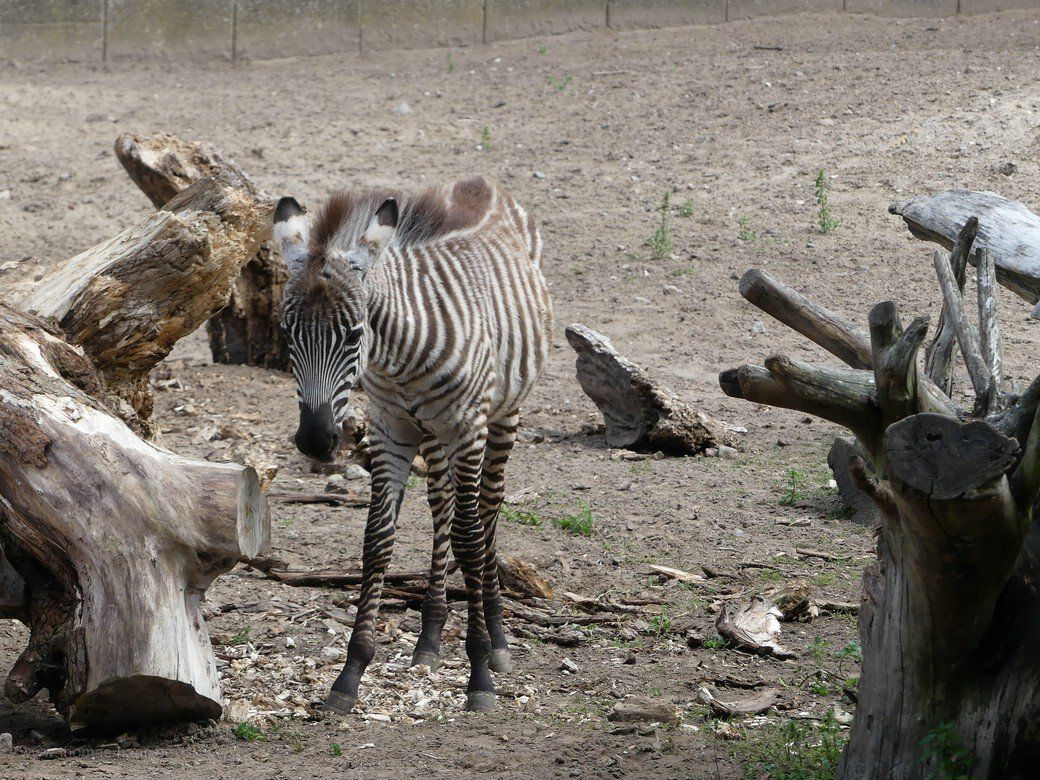Bohm-Zebra, Jungtier im Tierpark, Juli 2022 Böhm-Zebra, Jungtier, Tierpark, 2022