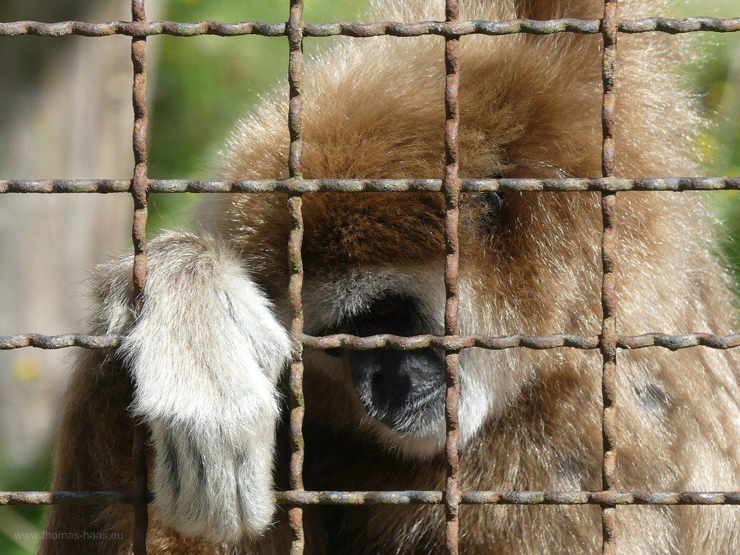 Weißhandgibbon im Tierpark - das will man nicht sehen! Weißhandgibbon im Tierpark - das will man nicht sehen!