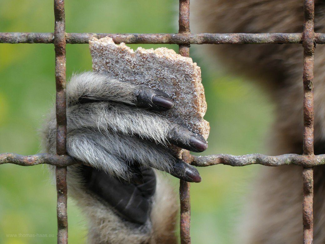 Gitter und die Hand eines Gibbons, 2022 Bild des Monats, September 2022, Gitter und die Hand eines Affen, 2022