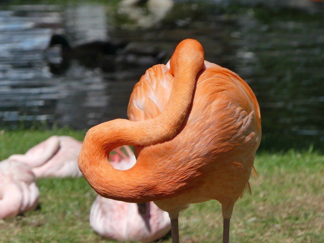 Flamingogruppe, Tierpark