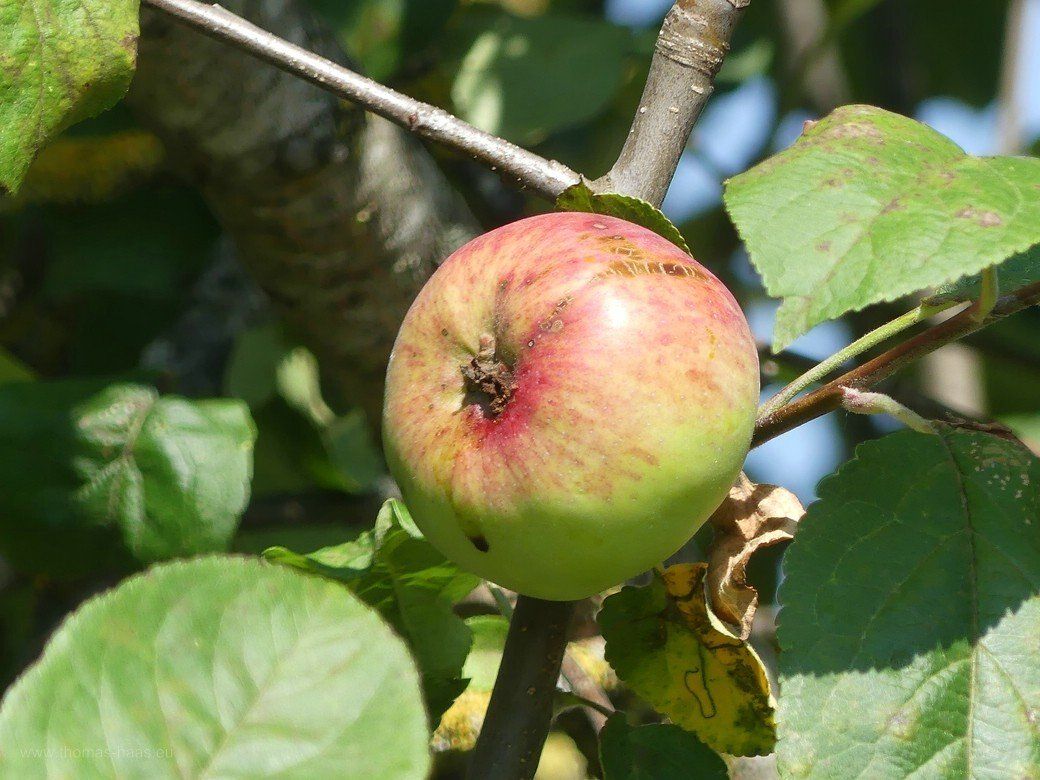 Ein gesunder Zweig mit Früchten, Juli 2022 Noch gesunder Baum mit kleinen Äpfeln, Juli 2022