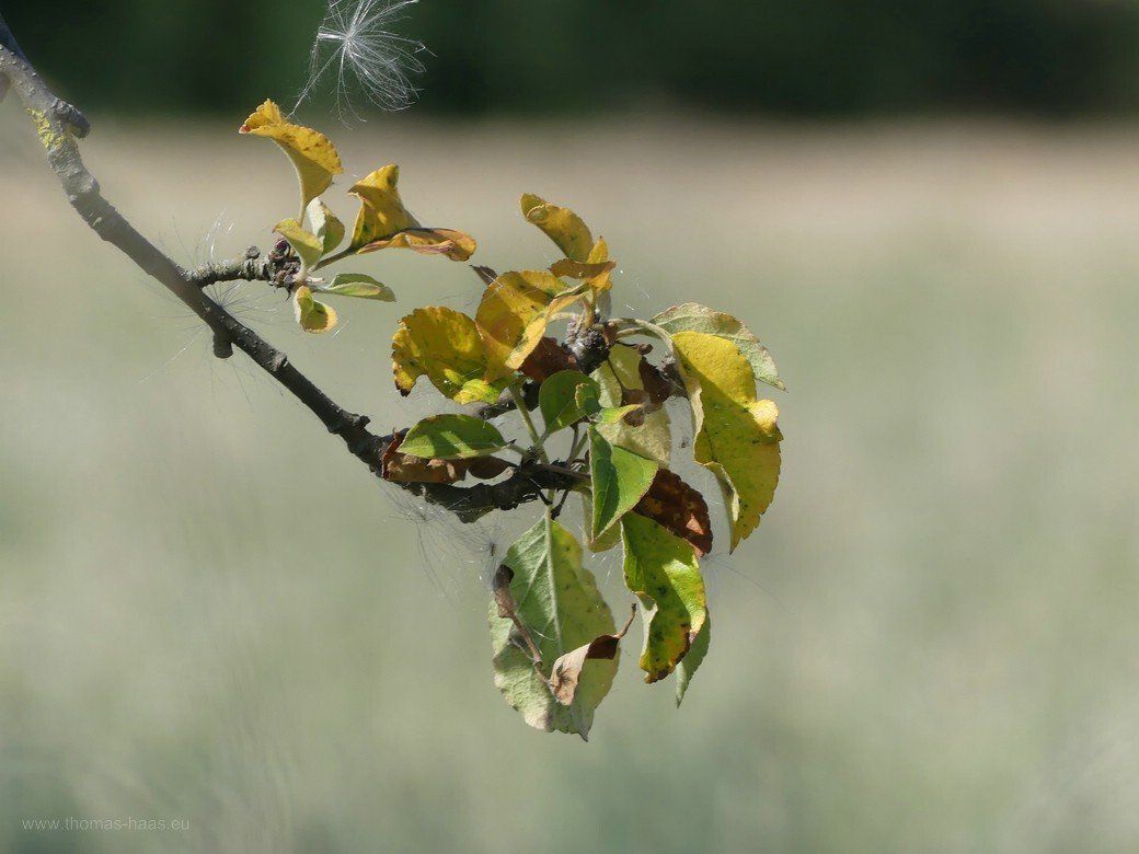 Ein Apfelbaum am Sterben, Juli 2022 Ein Mostobstbaum stirbt weg, Juli 2022