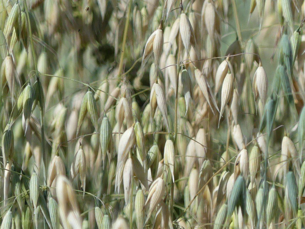 Ein Acker mit Hafer, Juli 2022 Hafer auf dem Feld, Juli 2022