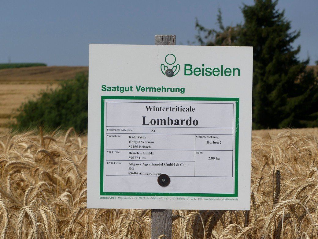 Wintertriticale Lombardo, Juli 2022 Wintertriticale Lombardo, Juli 2022