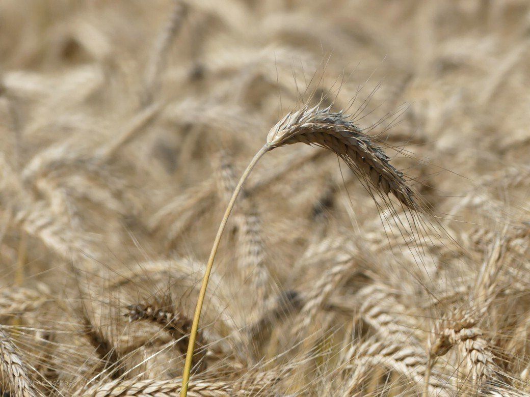 Triticale, Juli 2022, Lombardo Triticale im Alb-Donau-Kreis, 2022 Sorte Lombardo
