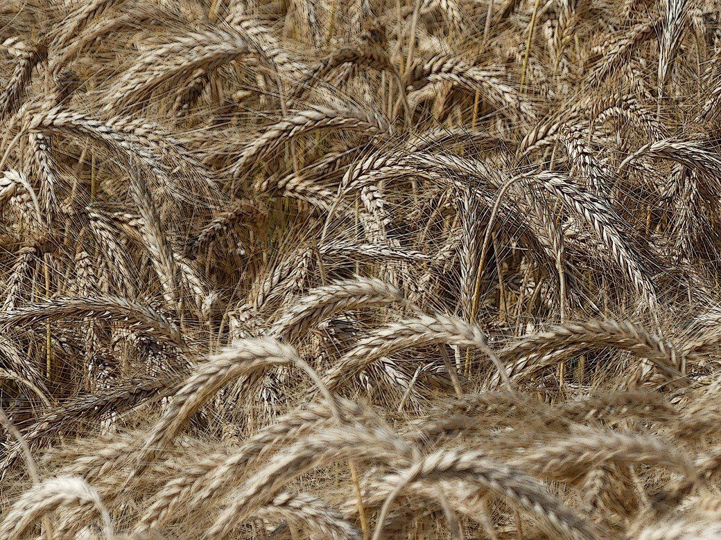 Triticale im Alb-Donau-Kreis, 2022 Triticale im Alb-Donau-Kreis, 2022