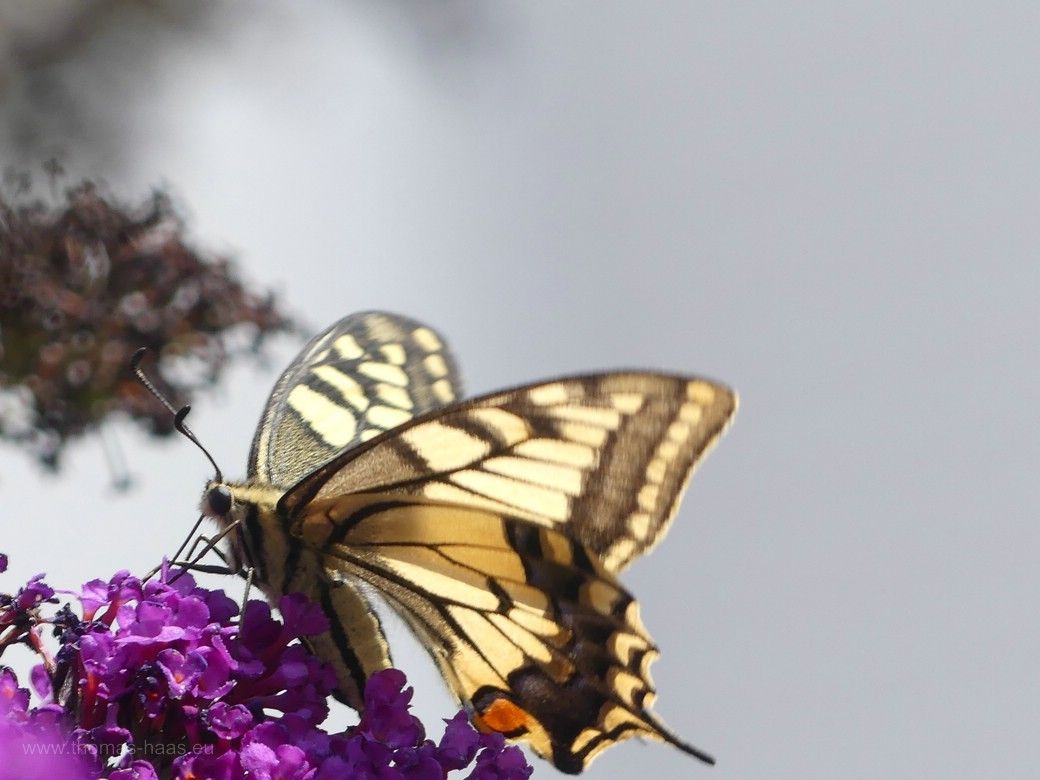 Schwalbenschwanz...3