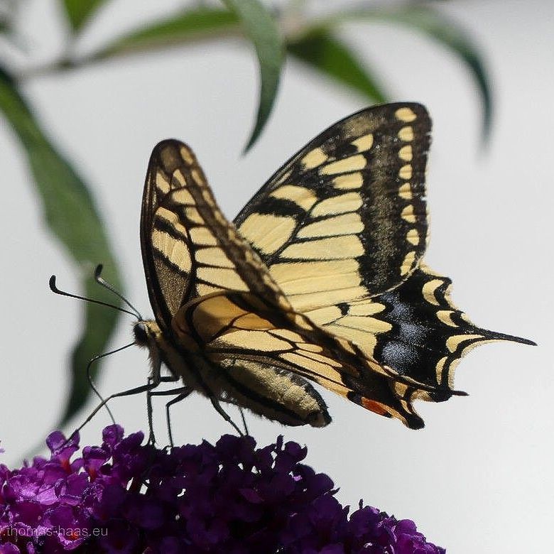 Schwalbenschwanz im Garten, 2023 Schwalbenschwanz im Garten, 2023