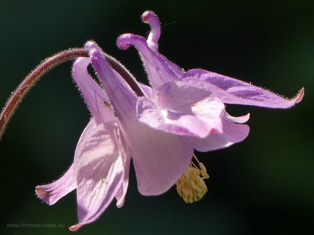 Akelei im Garten, 2023 Akelei im Garten, 2023