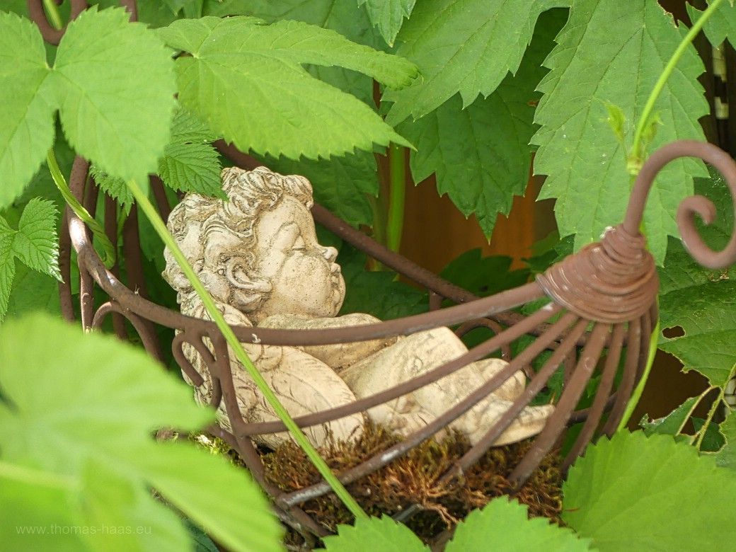 Hopfenengel 2023 Hopfenengel 2023