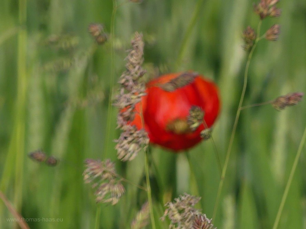 Wogendes Feld, 2023 Wogendes Feld, 2023