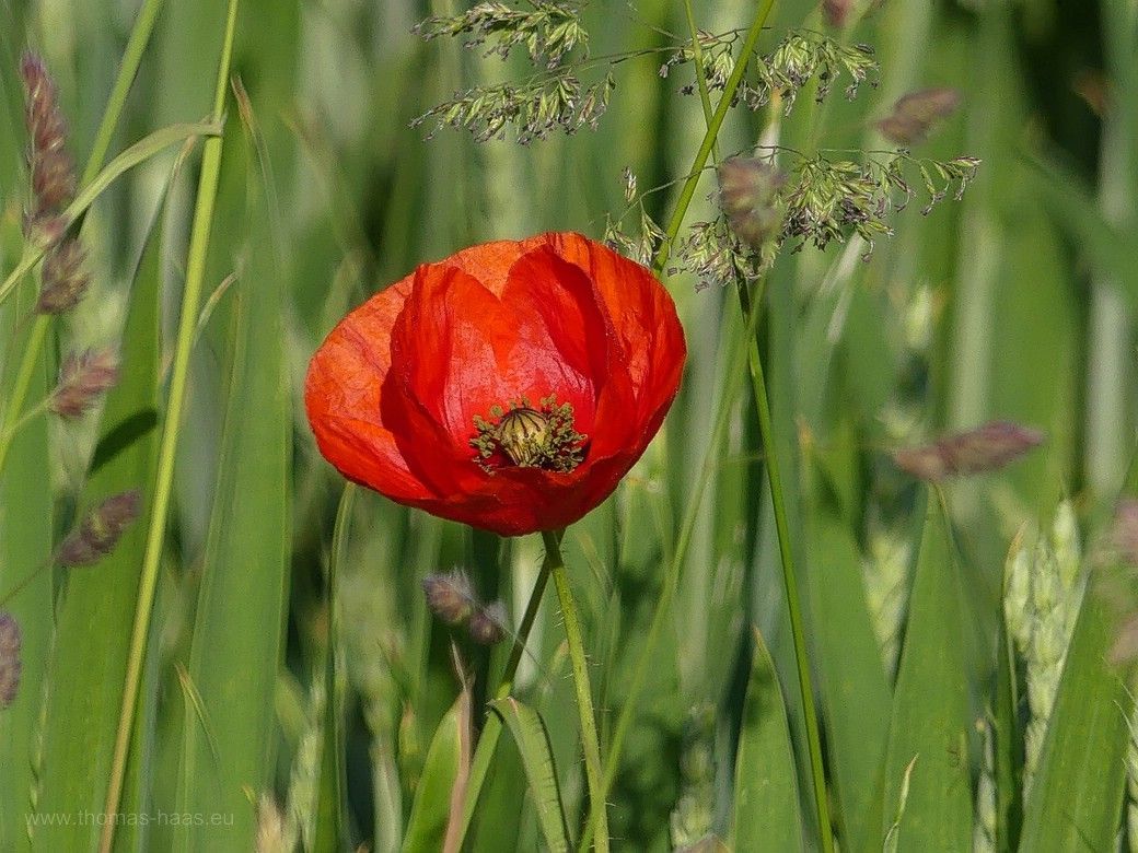 Mohn, immer wieder schön! 2023 Mohn, immer wieder schön! 2023