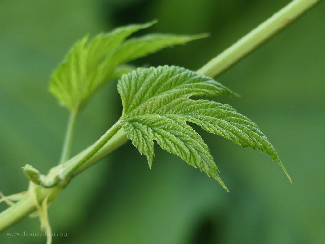 Junger Hopfentrieb, 2023 Hopfentrieb mit jungen Blättern, 2023