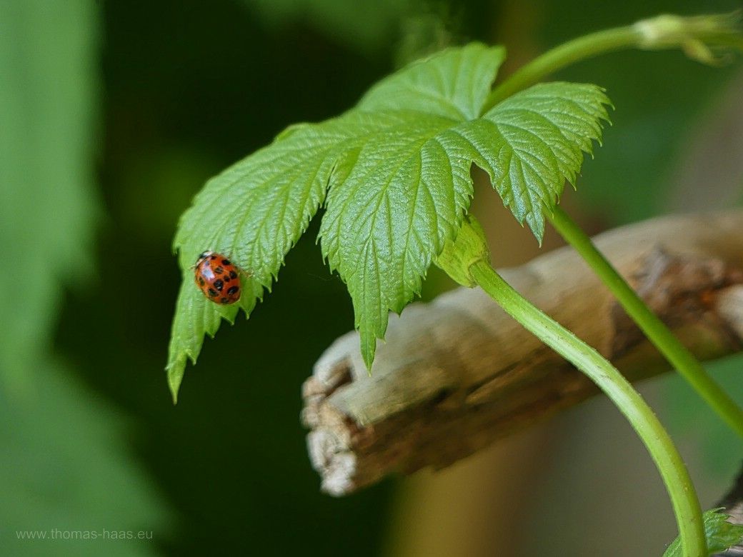 Marienkäfer auf Hopfenblatt, 2023 Ein kleiner Hopfenfreund...