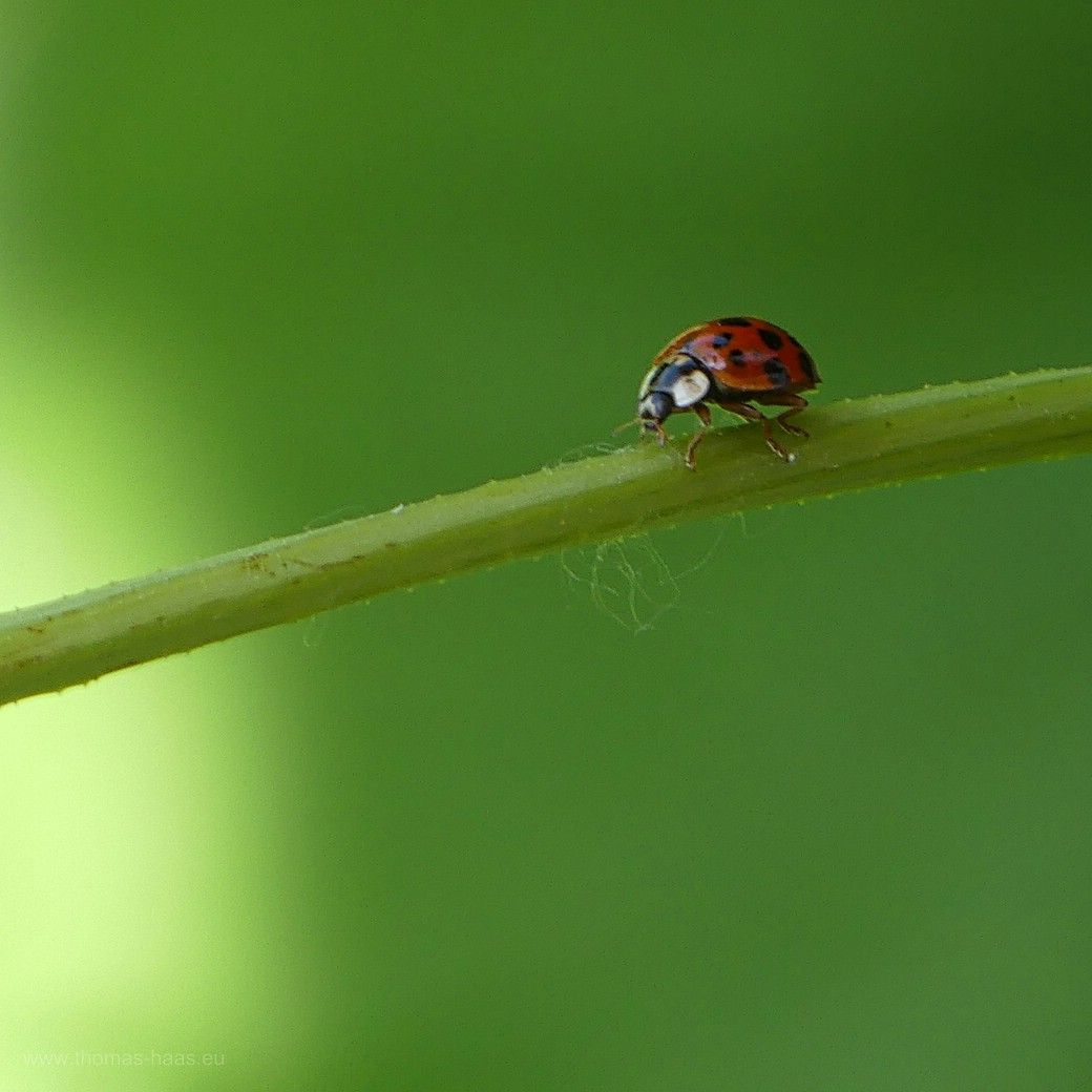 Marienkäfer im Hopfen, 2023 Der Hopfenfreund...