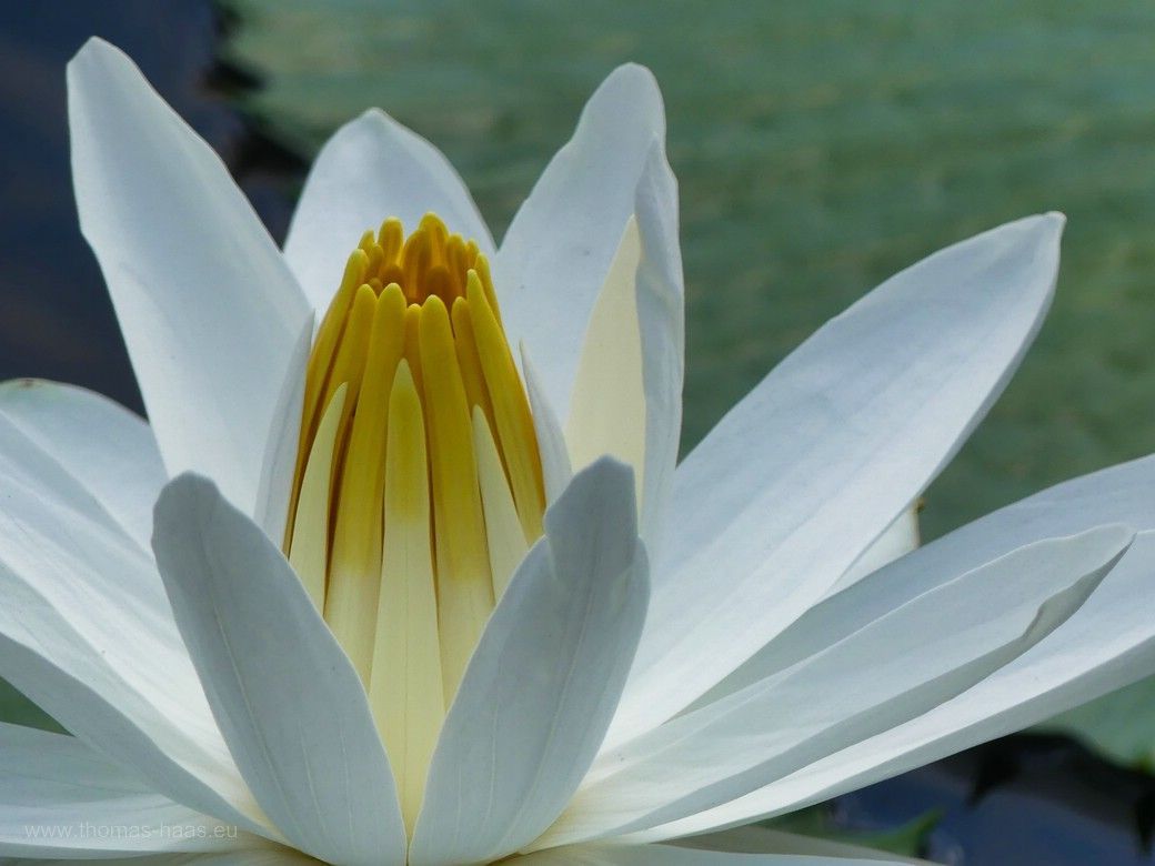 Weiße Seerose auf dem Teich in der Wilhelma, 2023 Am großen Seerosenteich in der Wilhelma, weiße Seerose...