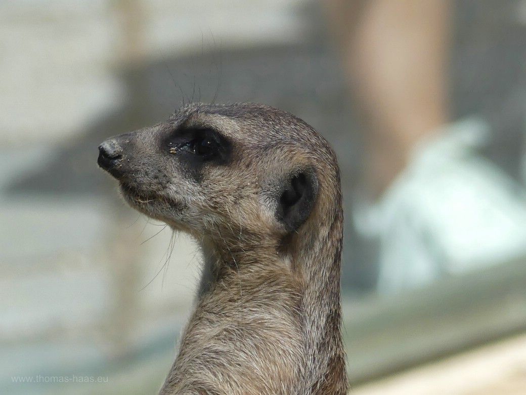 Der Aufpasser der Erdmännchen-Gruppe, Wilhelma, 2023 Erdmännchen, stehend, der Aufpasser, Wilhelma, 2023