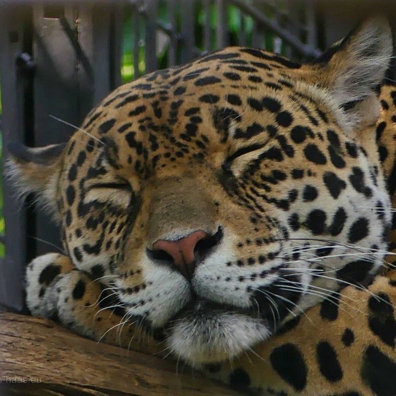 Tiger, Wilhelma Stuttgart, 2023 Tiger, Wilhelma Stuttgart, 2023