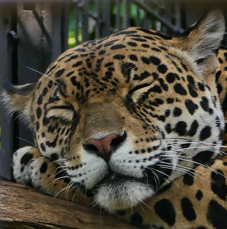 Jaguar in der Wilhelma, schlafend, 2023 Jaguar in der Wilhelma, 2023