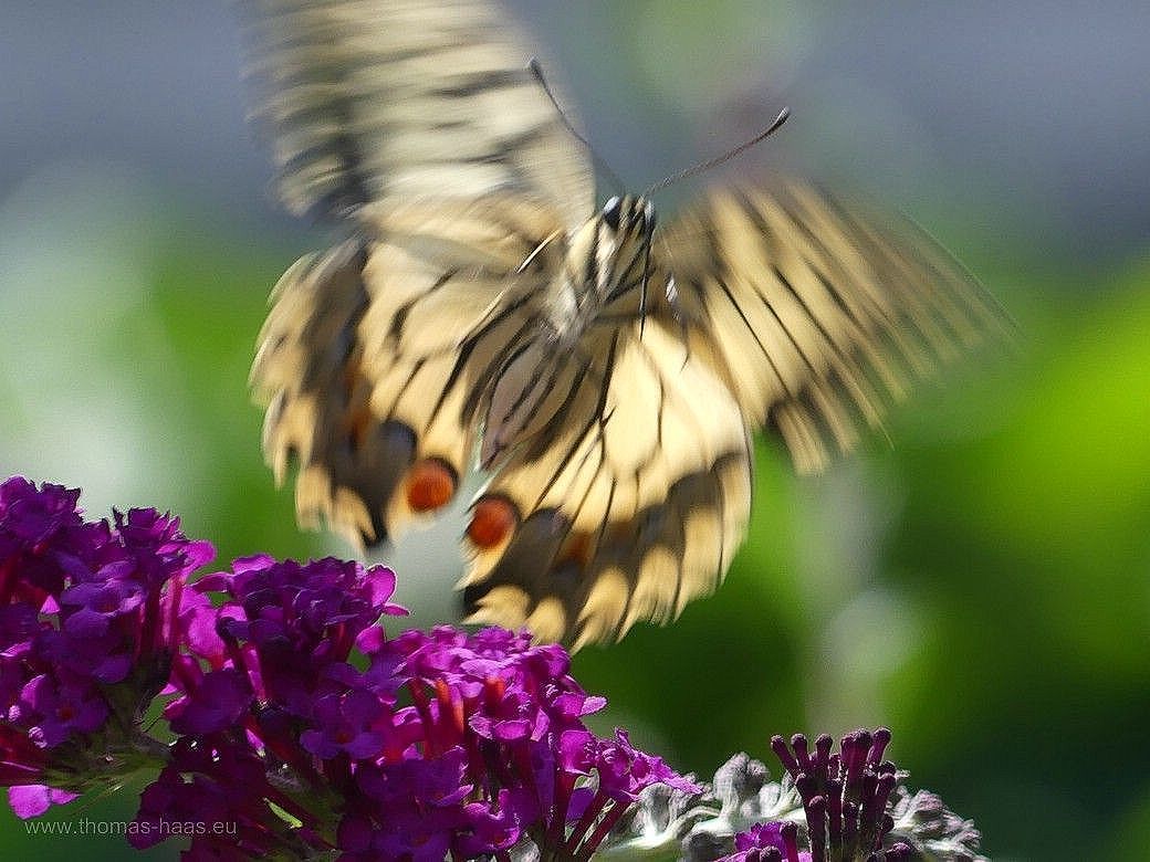 Schwalbenschwanz, Abflug vom Flieder, 2023 Schwalbenschwanz im Abflug, 2023