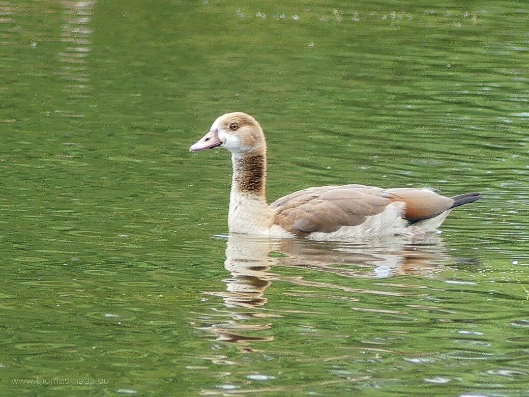 Nilgans Jungtier an der Iller, Juli 2023 Nilgansjunges an der Iller, Juli 2023