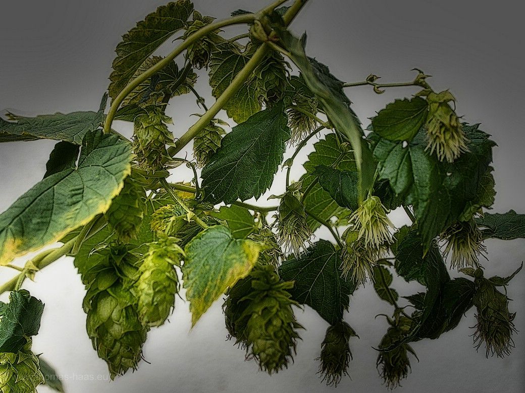 Hopfen, kurz vor der Ernte in Bellenberg, 2023 Bellenberger Hopfen 2023