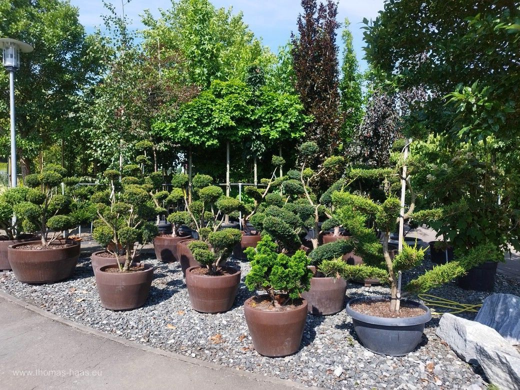 Ziergehölz im Freigelände Ziergehölz im Freigelände