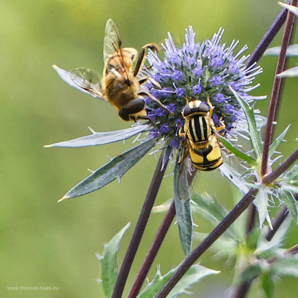 Was für die Insekten tun... LGS Wangen, 2024 - Bienen auf Distelzweig...