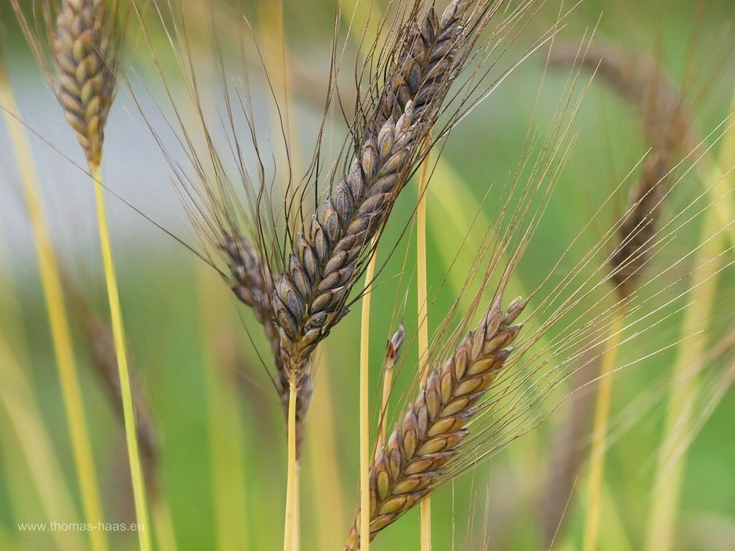 Emmer auf der LGS Wangen, 2024 Emmer auf der LGS Wangen, 2024