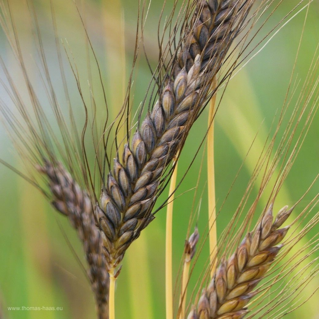 Rosen, hier ein Symbolbild vom Ulmer Rosenmarkt 2024 Rosen, Symbolbild aus dem Archiv