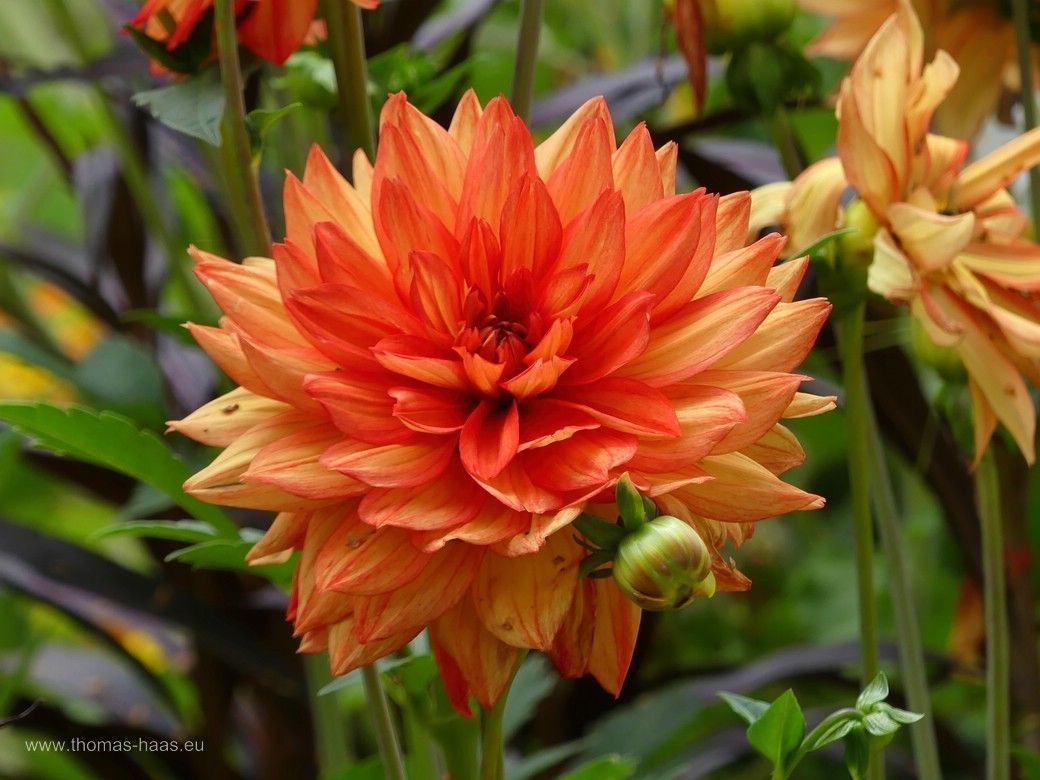 Dahlienparade auf der LGS Wangen, 2024 Dahlienparade auf der LGS Wangen, 2024